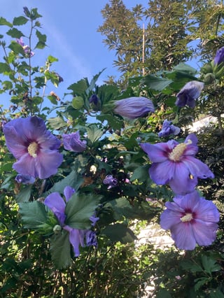 Azurri Blue Satin rose of Sharon flowers look exceptionally saturated with color against the dark green foliage with glimpses of sky in the background.