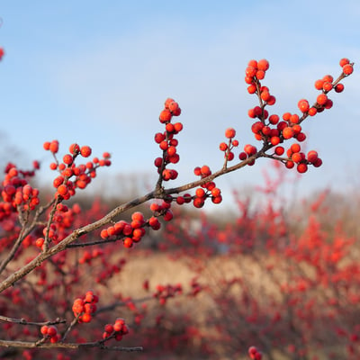 Berry Poppins winterberries in January in front of a blue sky and light tan field.