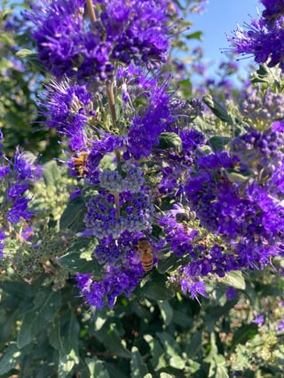 Vibrant blue flowers of Beyond Midnight bluebeard attracting many bees in late summer.