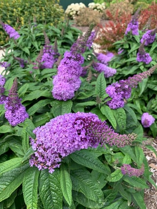 Pugster Periwinkle butterfly bushes in full bloom and rebloom.