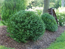 Buxus North Star freshly pruned in the garden.