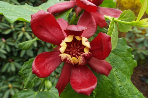 A dark burgundy 'Aphrodite' sweetshrub flower viewed closely, perfectly exhibiting its interesting cream center.