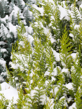 Bright chartreuse foliage of Chamaecyparis Pinpoint Gold highly contrasted by snow.