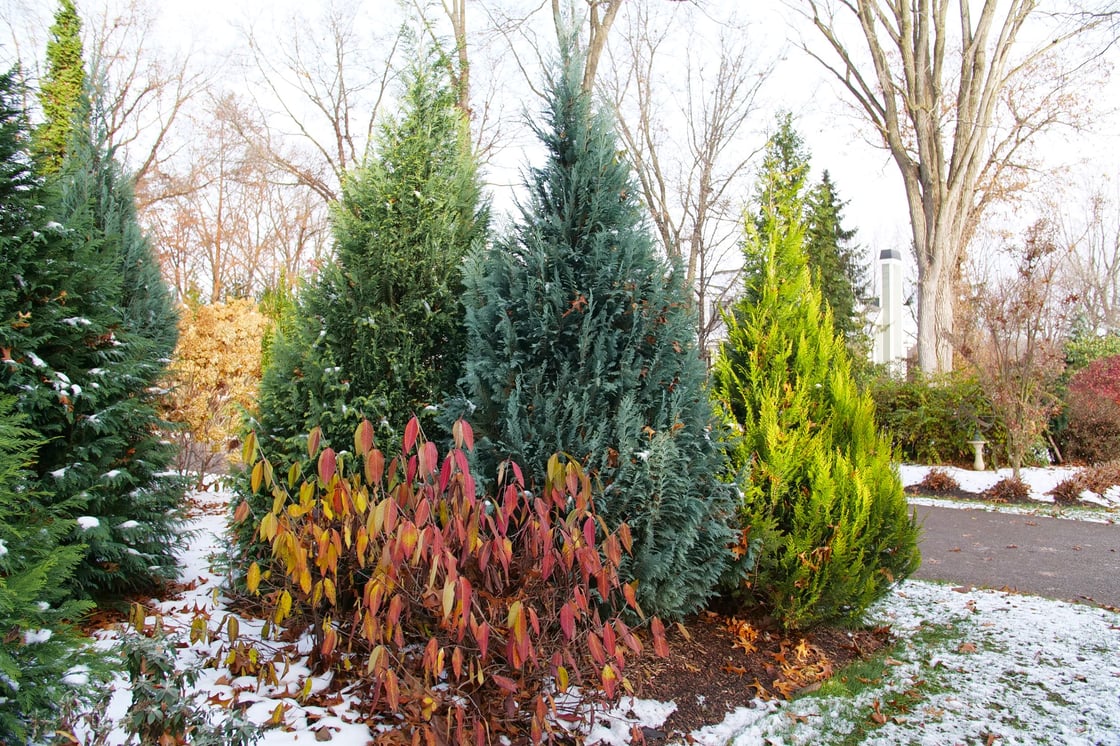 The three Pinpoint false cypresses planted in a group with Blue & Gold at the left, Blue in the center, and Gold at the right. The landscape is lightly snowy with bits of grass and mulch showing through.