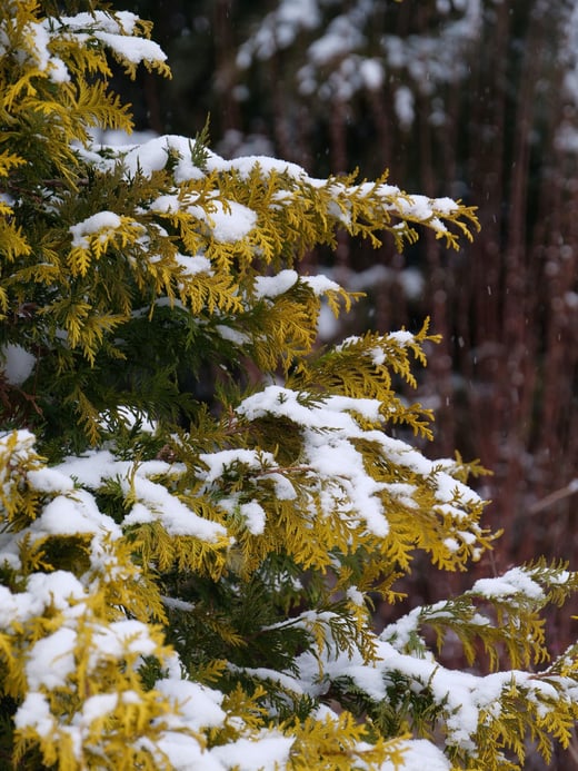 Chamaecyparis Soft Serve Gold foliage glowing bright chartreuse-y gold under snow in a darkened garden.