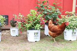 Chicken-with-Proven-Winners-shrubs