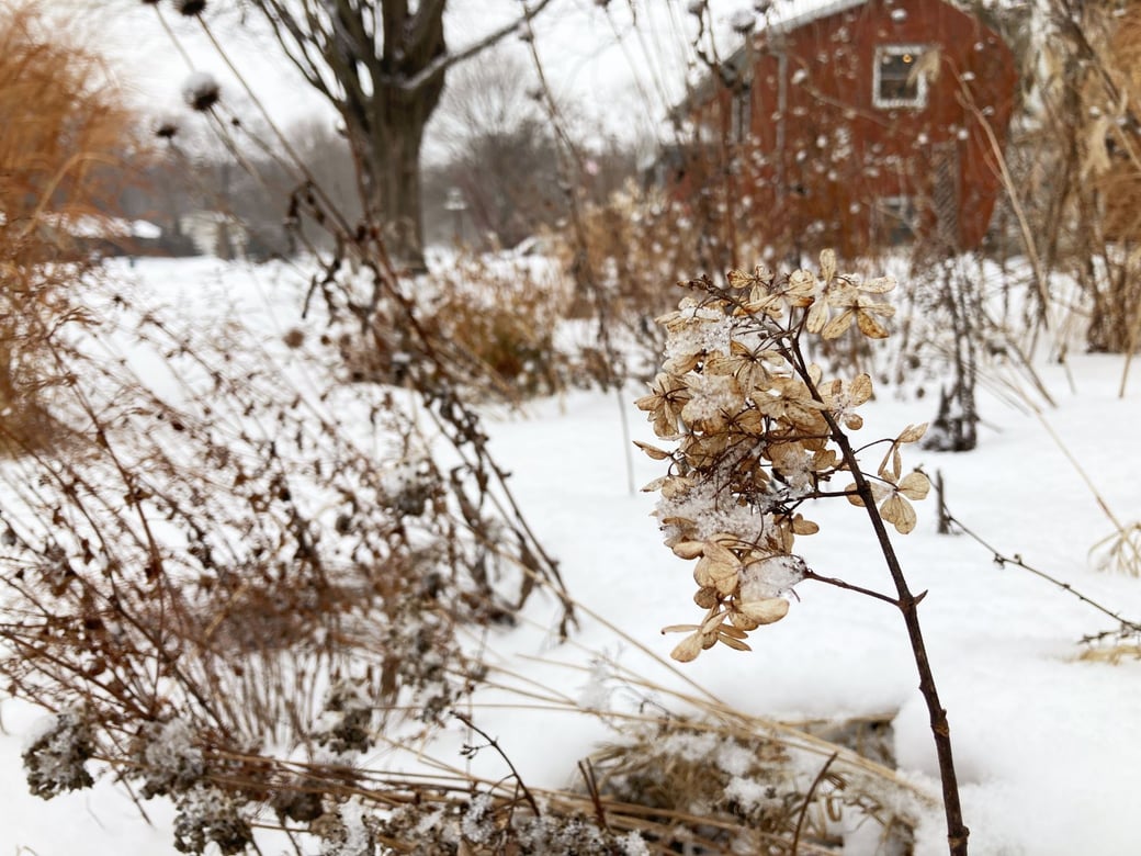 Cottage garden in the winter with a dried Bobo hydrangea flower in the foreground.