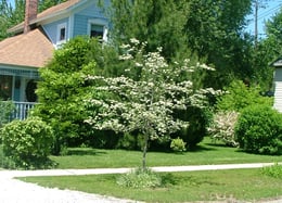 Crataegus Crusader SQ 3