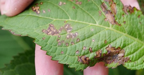 Brown clusters of spots on a hydrangea leaf caused by the Fourlined Plant Bug.