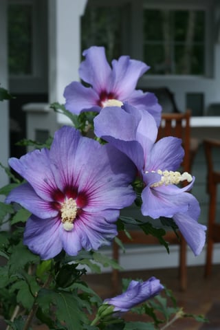 Bright blue flowers on Azurri Blue Satin rose of Sharon in the late summer garden.