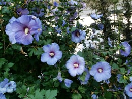 Hibiscus Azurri Blue Satin in full amazing flower in the summertime.