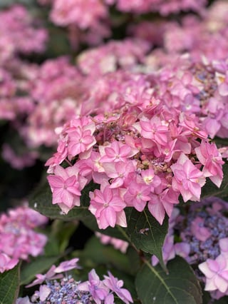 Hydrangea Lets Dance Can Do IMG_7677