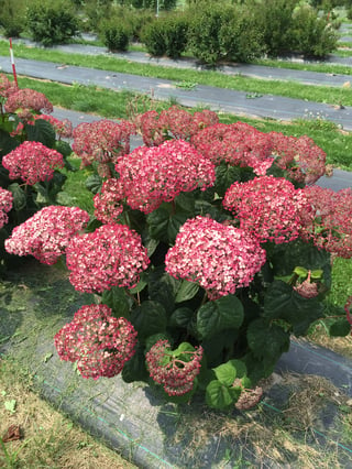 A very colorful Incrediball Blush smooth hydrangea blooming in the late summer garden in a cold climate.