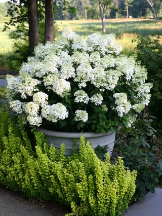 Bright white blooms on a Bobo panicle hydrangea planted in a container.