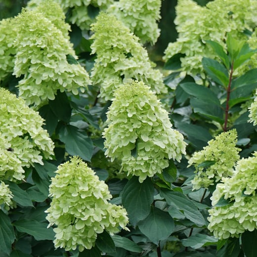 Hydrangea paniculata Limelight Prime's dark green flowers in the early summer.