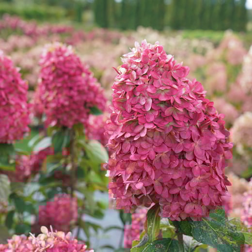 Hydrangea paniculata Limelight Prime with dark pink flowers in the late summer.