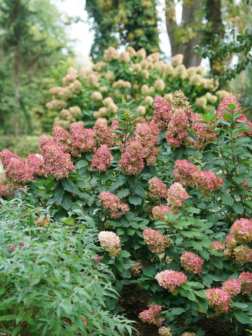 Dark pink Limelight Prime panicle hydrangeas in the fall.