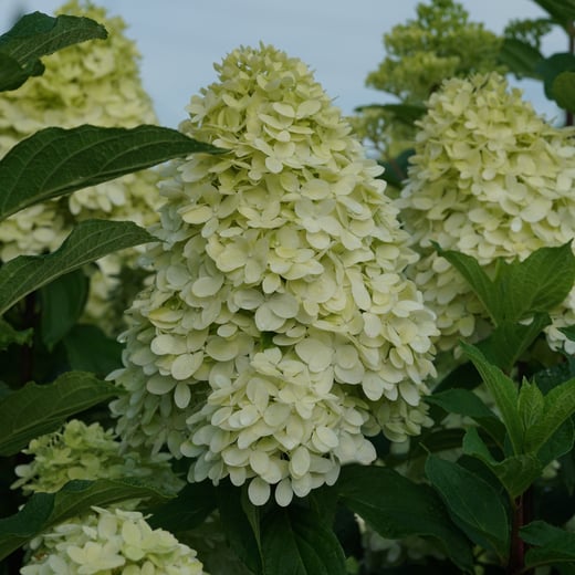 Hydrangea paniculata Limelight Prime's creamy white flowers in August.