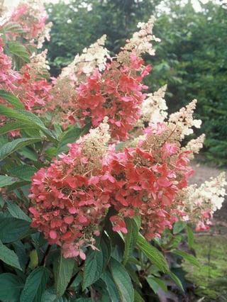 Huge panicle hydrangea flowers flourishing in a full sun garden.