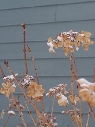 Hydrangea serrata Tuff Stuff Ah-Ha P1000279