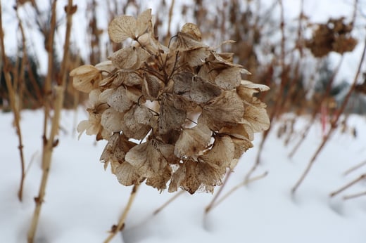 Wee Bit Giddy hydrangea flower dried in the winter.