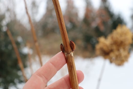 Large buds on a bigleaf hydrangea in the winter.