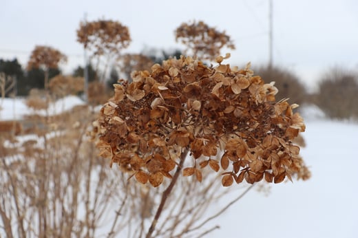 Slightly rounded, but flat Invincibelle Spirit II smooth hydrangea flower in the winter.
