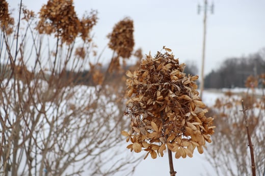 An upright cone shaped Proven Winners panicle hydrangea bloom in winter.