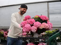 Choosing the Let's Dance Arriba hydrangea at a garden center.