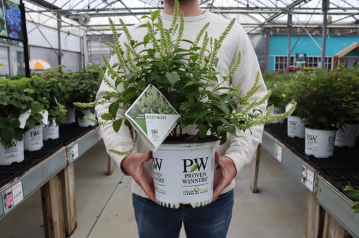 Fizzy Mizzy sweetspire in a Proven Winners ColorChoice Shrub pot at the garden center.