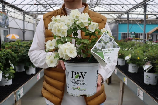 Illuminati Sparks mock orange in a Proven Winners ColorChoice Shrub pot at the garden center.