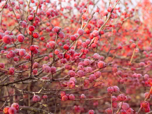 A full screen close up of Ilex verticillata Berry Heavy berries that are covered in sparkling silver frost.