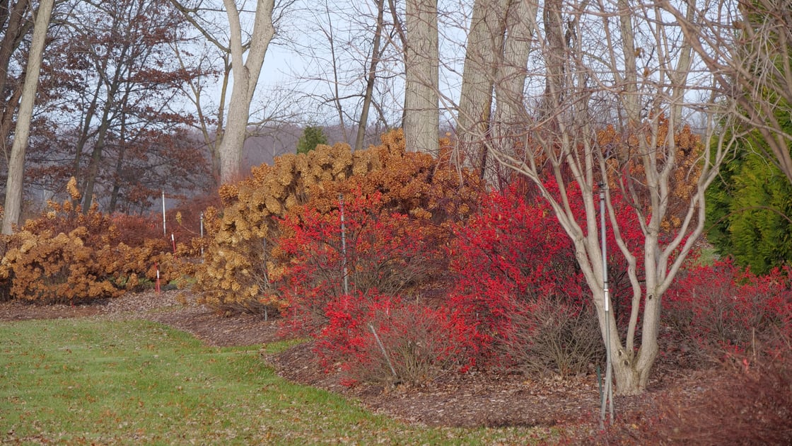 A winter garden with large mulched beds, at the center of the photo is a group of Berry Poppins winterberry shrubs filled with bright red berries.