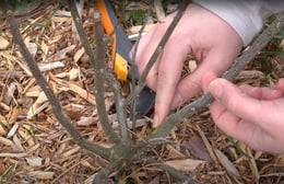 Hands point to a green bit of plant under peeled away bark on a shrub stem.