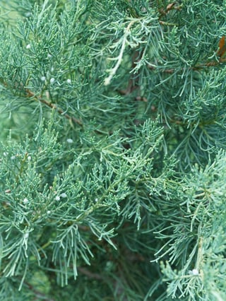 Close view of extremely detailed, scaly, light blue foliage of Juniperus Aquavita.