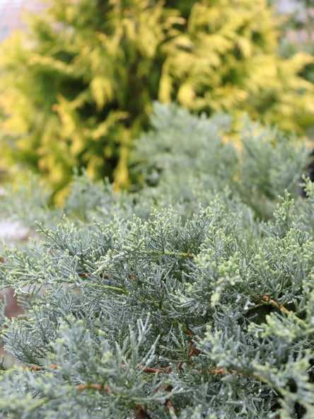 Close view of very fine, scaly, light blue foliage of Juniperus Montana Moss with the blurry background of a golden chartreuse evergreen.