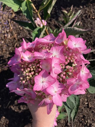Vibrant lacecap bloom of Let's Dance Can Do hydrangea thriving in a newly planted garden bed in late summer/early fall.