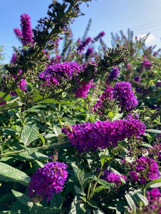 Long electric purple butterfly bush flowers on 'Miss Violet' buddleia blooming in late summer and attracting polliantors.