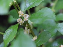 Mr. Poppins winterberry with tiny white flowers and medium green foliage..