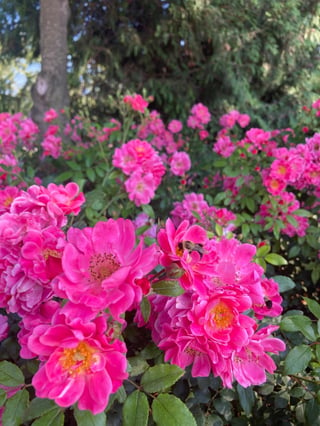 Clusters of hot pink Oso Easy Double Pink rose flowers are showing off in the late summer garden.