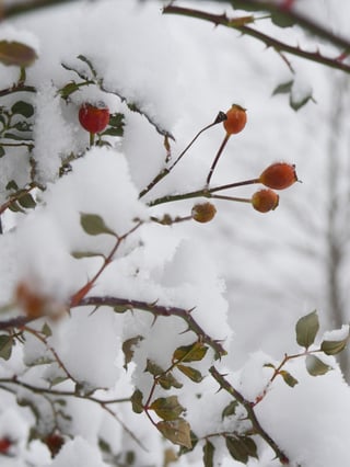 Bright red little rose buds on At Last rose in the wintertime.