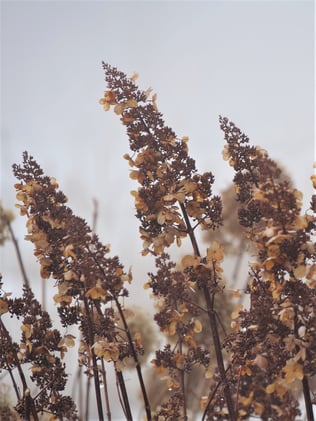 Large Pinky Winky panicle hydrangea flowers in the wintertime, colored dark brown and honey caramel.