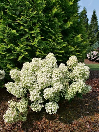 Big white blooms on the petite form of Tiny Quick Fire panicle hydrangea.