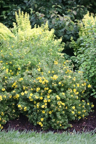 A flower filled Happy Face Yellow potentilla blooming in a drought tolerant garden.