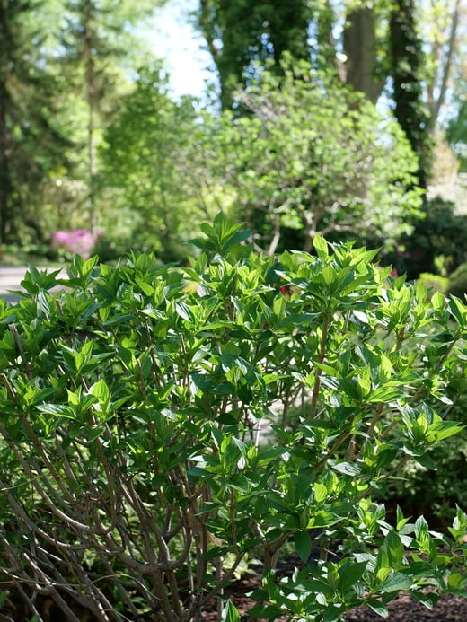 Leafy green Limelight Prime panicle hydrangea in the spring.