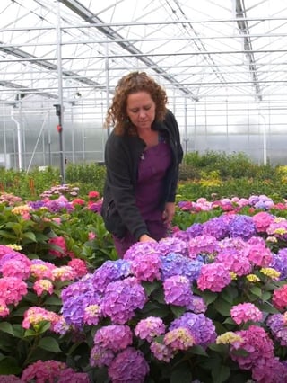 A woman scientist observes hydrangeas while performing her job in the horticulture industry.
