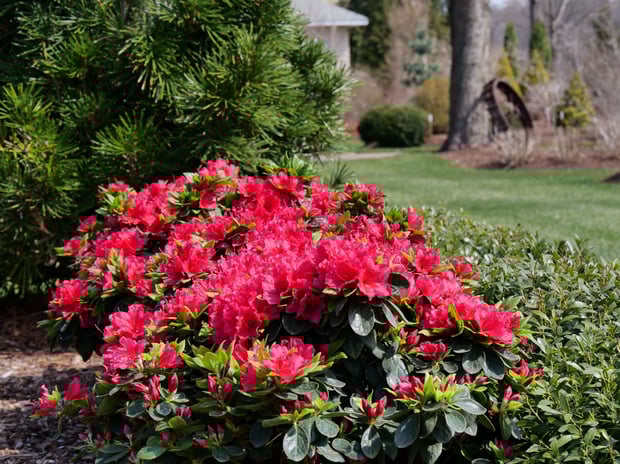 Rhododendron Perfecto Mundo Red P1037544-1