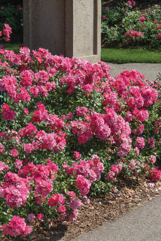 Oso Easy Double Pink roses in full and abundant bloom.