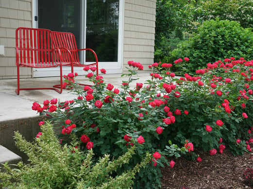 A robust line of Oso Easy Double Red roses is abundantly blooming in the summertime.