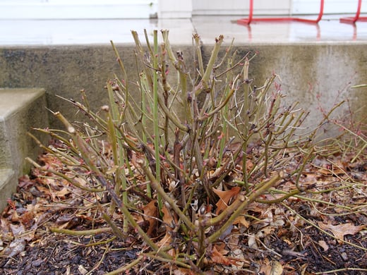 A bare Oso Easy Double Red rose in late winter is pruned back to a little ball.